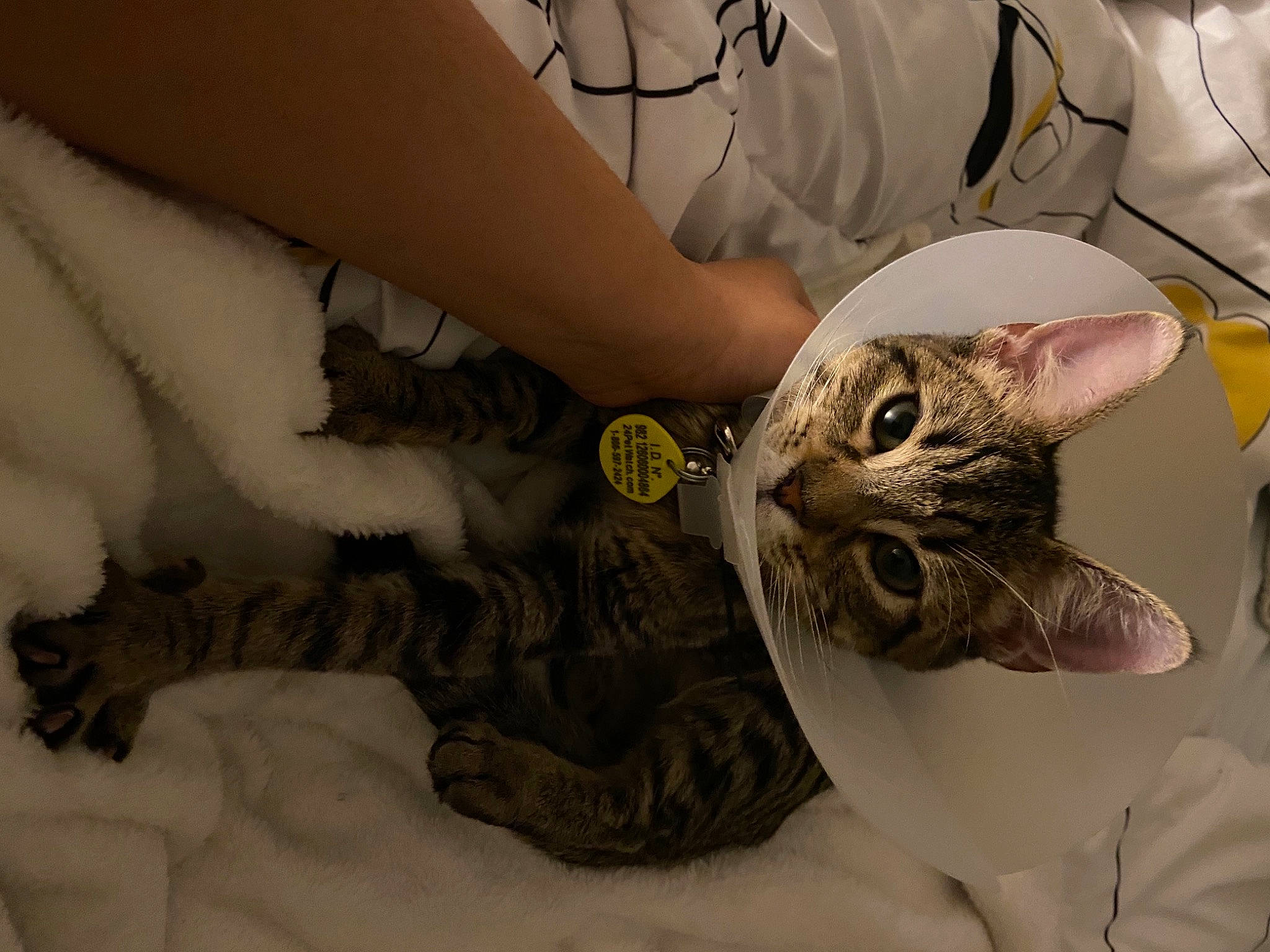 Django is registered to the contest to win money with this photo: bed, carnivore, cat, claw, comfort, domestic_short_haired_cat, ear, fawn, felidae, flooring, fur, gesture, human_leg, linens, nail, pattern, paw, small_to_medium_sized_cats, snout, whiskers
