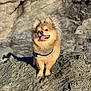 Kodak is registered to the contest to win money with this photo: adventure, animal, canine, cute, daylight, dog, fur, happy, nature, outdoor, pet, pomeranian, portrait, rock, small_dog, smiling, standing, sunlight, tongue_out, wild