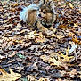Kodak is registered to the contest to win money with this photo: animal, autumn, brown, canine, cute, daylight, dog, fall, fluffy, forest_floor, fur, leaves, nature, outdoor, pet, playful, resting, small_dog, tongue_out, woodland