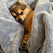 Kodak joined the competition — help win amazing prizes! animal, blanket, comfort, cozy, cute, cute_face, dog, fur, indoors, lying_down, paw, pet, relaxed, resting, sleepy, small_dog, snuggled, soft, tongue_out, warm