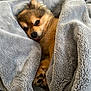 animal, blanket, comfort, cozy, cute, cute_face, dog, fur, indoors, lying_down, paw, pet, relaxed, resting, sleepy, small_dog, snuggled, soft, tongue_out, warm