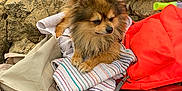 Kodak joined the competition — help win amazing prizes! animal, backpack, brown, dog, fluffy, fur, gear, hiking, nature, orange, outdoor, pet, pomeranian, purple, relaxing, resting, rock, small_dog, striped, towel
