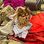 animal, backpack, brown, dog, fluffy, fur, gear, hiking, nature, orange, outdoor, pet, pomeranian, purple, relaxing, resting, rock, small_dog, striped, towel