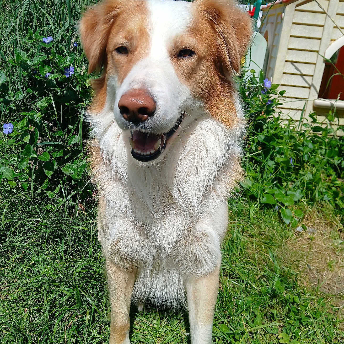 Sam a rejoint le concours — aidez-le/la à gagner de superbes lots ! animal, canine, dog, domestic_animal, flower, friendly, fur, garden, grass, grassland, greenery, happy, mammal, nature, outdoor, pet, playhouse, smiling, summer, sunlight