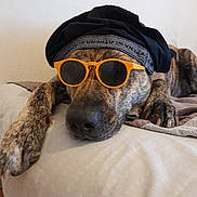 Dixy participe au concours pour gagner de l'argent avec cette photo : dog, sunglasses, bed, resting, canine, pet, indoor, brown, black, fur, paw, relaxed, accessory, portrait, animal, headwear, laying, cool, household, closeup