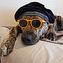 dog, sunglasses, bed, resting, canine, pet, indoor, brown, black, fur, paw, relaxed, accessory, portrait, animal, headwear, laying, cool, household, closeup