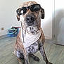 dog, brindle, sunglasses, bandana, indoor, floor, mop_bucket, cleaning_supplies, pet, animal, canine, looking_at_camera, sitting, domestic, household, funny, portrait, light, wall, door