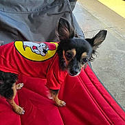 Princess joined the competition — help win amazing prizes! dog, small_dog, red_shirt, cartoon_logo, red_cushion, chair, person, hand, phone, car, outdoor, concrete, sunlight, ear_up, fur, pet, animal, black_fur, tan_fur, cute