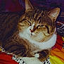 Mystère a rejoint le concours — aidez-le/la à gagner de superbes lots ! art, carnivore, cat, cat_supply, claw, domestic_short_haired_cat, fawn, felidae, fur, paw, photo_caption, sitting, small_to_medium_sized_cats, snout, tail, tree, whiskers, window