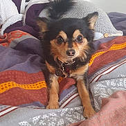 Churros a rejoint le concours — aidez-le/la à gagner de superbes lots ! alert, animal, bed, black_and_tan, blanket, collar, companion, cozy, cute, dog, ears, fur, indoor, looking, pet, pillow, resting, small_dog, tag, tail