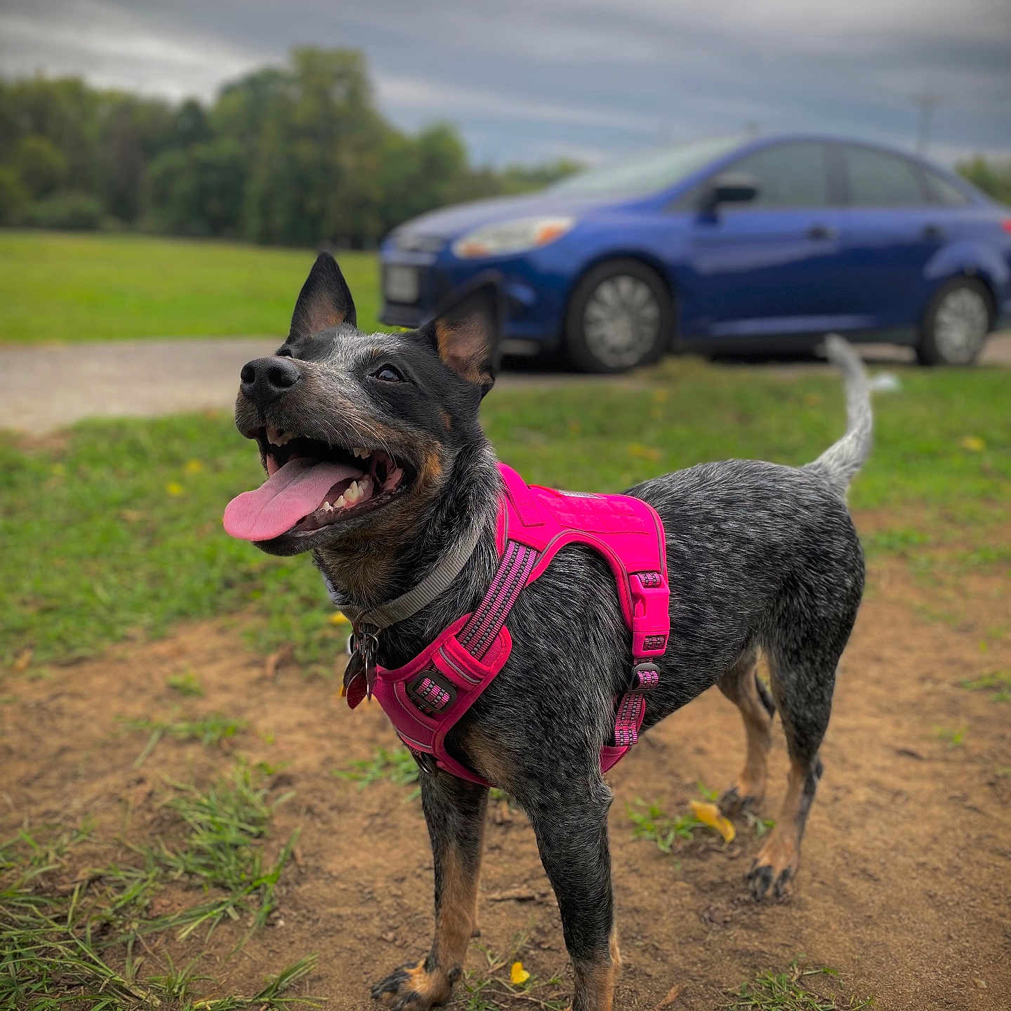 Eira joined the competition — help win amazing prizes! accessories, alloywheel, animal, canine, car, carwheel, coupe, dog, grass, machine, outdoors, pet, plant, spoke, sportscar, strap, tire, transportation, vehicle, wheel