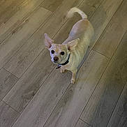 Peanut is registered to the contest to win money with this photo: dog, small_dog, cream_colored, ears, tail, wooden_floor, indoor, pet, looking_up, curious, collar, flooring, animal, canine, domestic, companion, fur, standing, cute, alert