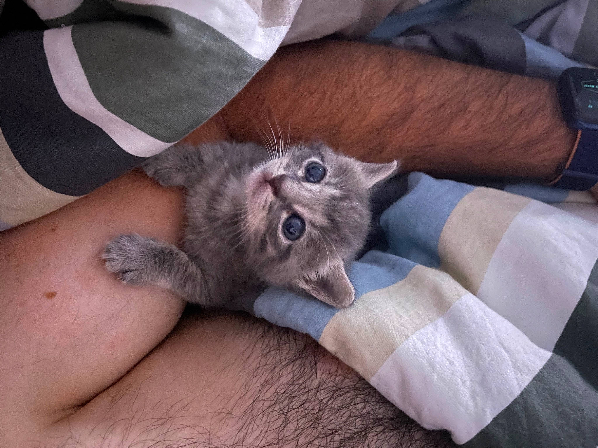 Twixy a rejoint le concours — aidez-le/la à gagner de superbes lots ! carnivore, cat, claw, clock, comfort, domestic_short_haired_cat, ear, fawn, felidae, finger, foot, fur, grey, nail, paw, sitting, small_to_medium_sized_cats, watch, whiskers, wrist