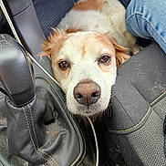 Hector participe au concours pour gagner de l'argent avec cette photo : dog, car_interior, gear_shift, seat, jeans, fur, pet, animal, closeup, resting, curious, brown, white, floor_mat, leather, fabric, head, face, paw, cable