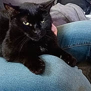 Ninbus participe au concours pour gagner de l'argent avec cette photo : animal, black_cat, blanket, cat, claws, couch, cozy, denim, ears, eyes, feline, fur, hand, indoor, jeans, lap, pet, relaxed, resting, whiskers