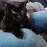 animal, black_cat, blanket, cat, claws, couch, cozy, denim, ears, eyes, feline, fur, hand, indoor, jeans, lap, pet, relaxed, resting, whiskers