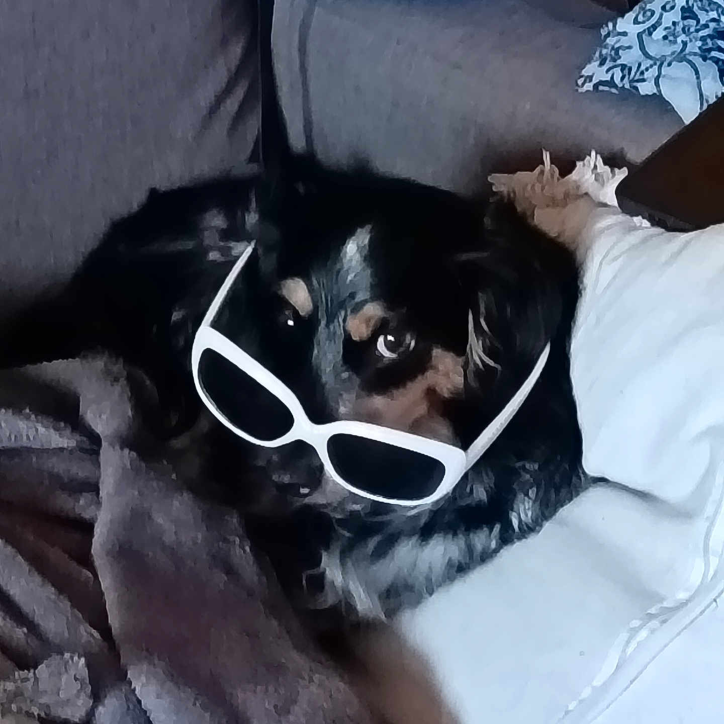 Choupette participe au concours pour gagner de l'argent avec cette photo : dog, sunglasses, couch, blanket, pillow, indoor, pet, black_dog, white_sunglasses, relaxing, cozy, fur, face, home, resting, comfort, domestic_animal, cute, animal, leisure
