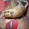 cat, ginger_cat, blanket, cat_print, floor, tile_floor, slippers, leopard_print, relaxed, lying_down, indoor, pet, cozy, home, animal, fur, paw, whiskers, resting, casual
