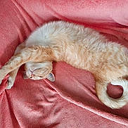 Missy participe au concours pour gagner de l'argent avec cette photo : cat, orange_cat, white_cat, pet, animal, feline, stretching, relaxing, cute, fluffy, soft_texture, pink_blanket, indoor, cozy, resting, sleepy, whiskers, paw, tail, fur