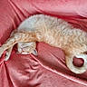 cat, orange_cat, white_cat, pet, animal, feline, stretching, relaxing, cute, fluffy, soft_texture, pink_blanket, indoor, cozy, resting, sleepy, whiskers, paw, tail, fur