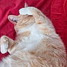 cat, orange_cat, white_cat, pet, sleeping, paw, fur, cozy, red_background, fabric, indoor, cute, resting, animal, whiskers, relaxed, soft, napping, domestic_cat, feline