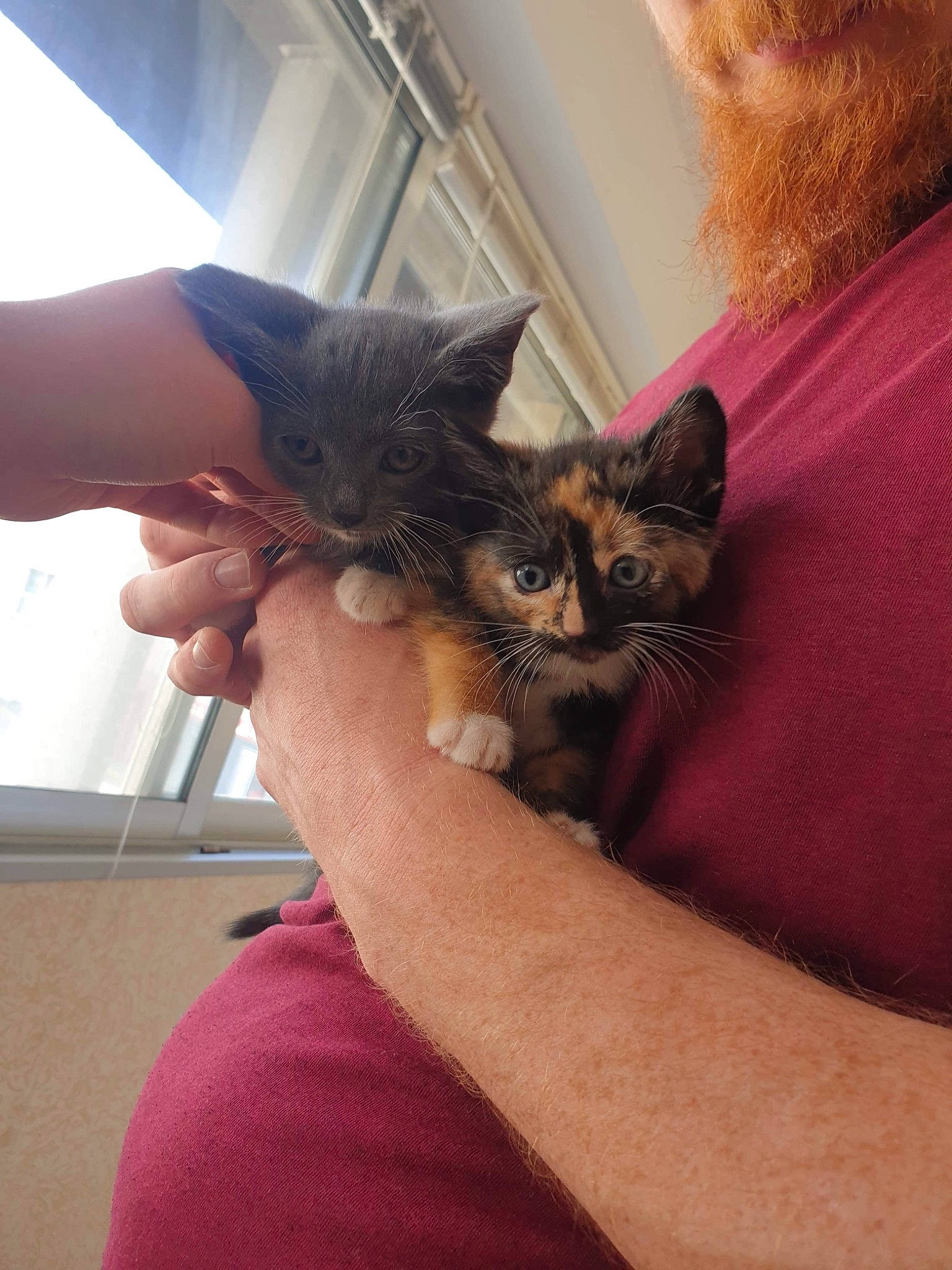 Pioupiou participe au concours pour gagner de l'argent avec cette photo : beard, carnivore, cat, claw, comfort, domestic_short_haired_cat, ear, fawn, felidae, finger, fur, gesture, hand, lap, nail, sitting, small_to_medium_sized_cats, t_shirt, whiskers