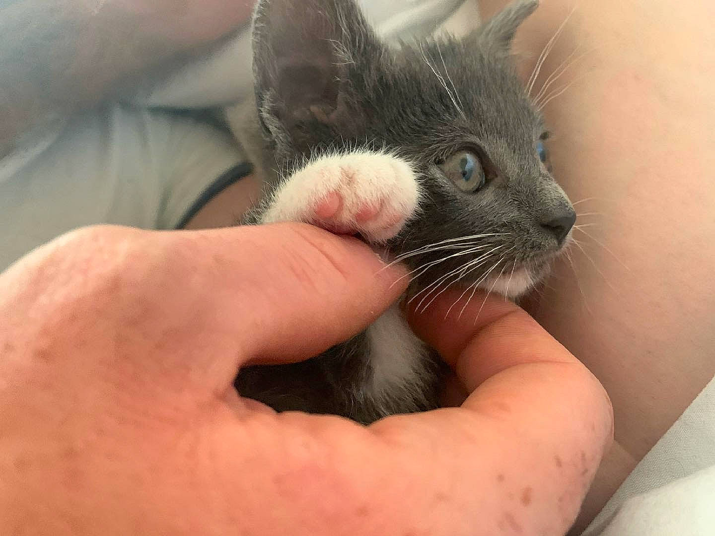 Pioupiou a rejoint le concours — aidez-le/la à gagner de superbes lots ! carnivore, cat, claw, comfort, domestic_short_haired_cat, ear, felidae, finger, foot, fur, gesture, hand, nail, nose, paw, small_to_medium_sized_cats, snout, terrestrial_animal, thumb, whiskers