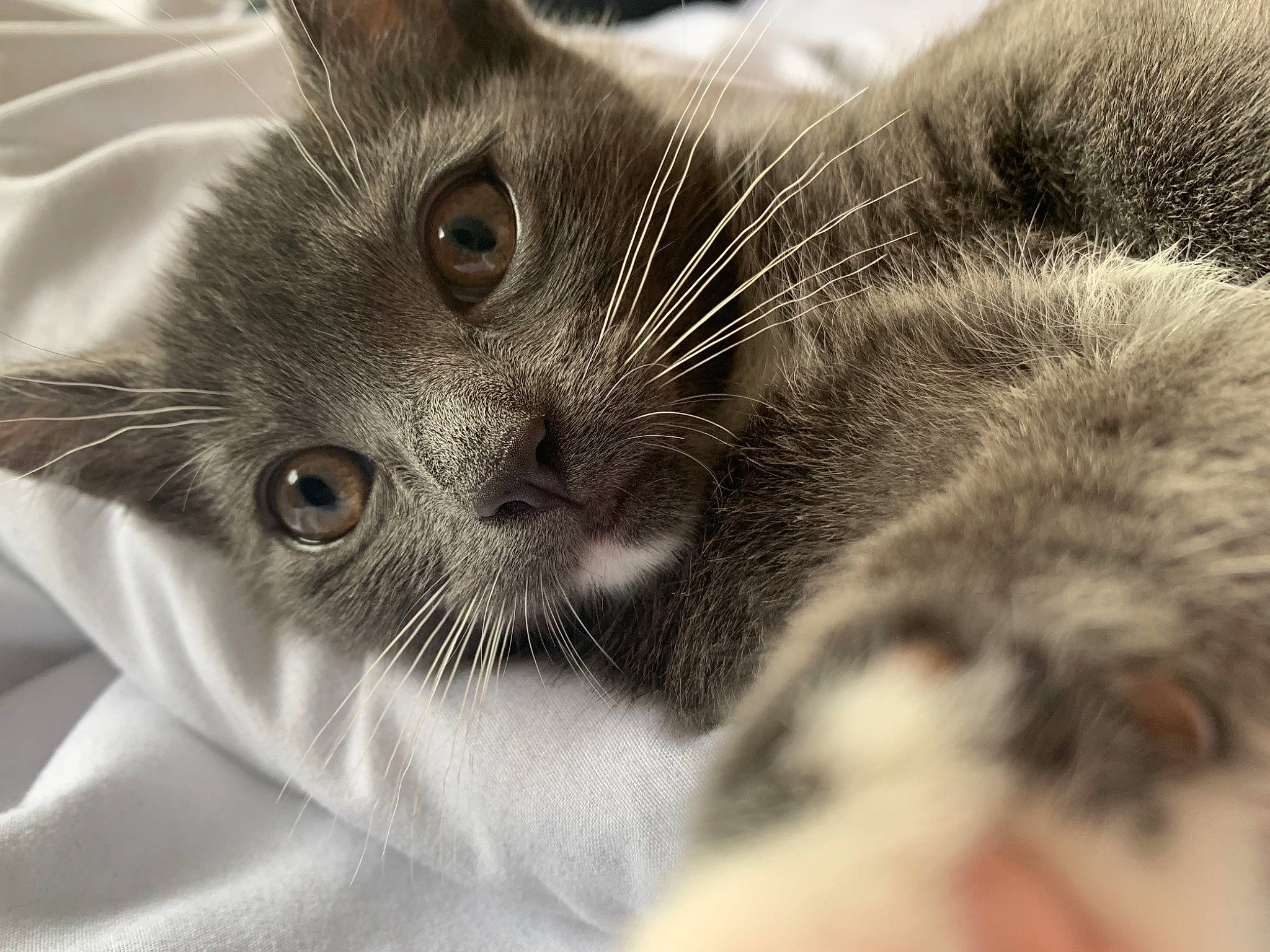 Pioupiou a rejoint le concours — aidez-le/la à gagner de superbes lots ! carnivore, cat, claw, close_up, comfort, domestic_short_haired_cat, ear, eye, felidae, fur, gesture, hair, iris, monochrome_photography, nose, paw, photography, small_to_medium_sized_cats, snout, whiskers