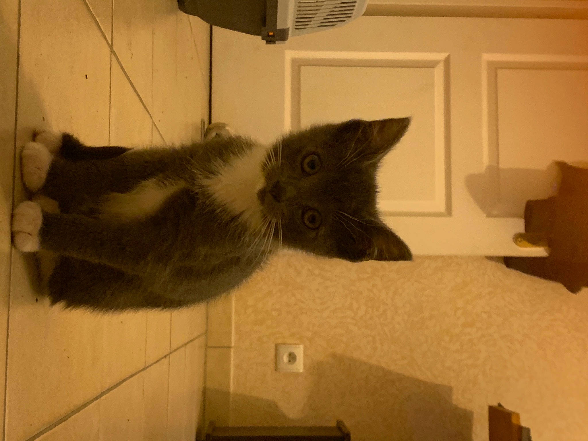 Pioupiou a rejoint le concours — aidez-le/la à gagner de superbes lots ! black_cat, carnivore, cat, domestic_short_haired_cat, door, felidae, floor, flooring, fur, grey, hardwood, plaster, room, shelf, small_to_medium_sized_cats, snout, tail, whiskers, window, wood