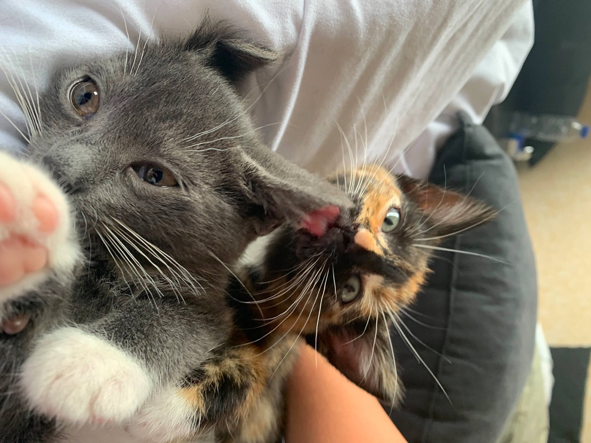 Nala participe au concours pour gagner de l'argent avec cette photo : carnivore, cat, claw, comfort, domestic_short_haired_cat, ear, felidae, foot, fur, gesture, nail, nap, paw, small_to_medium_sized_cats, snout, whiskers