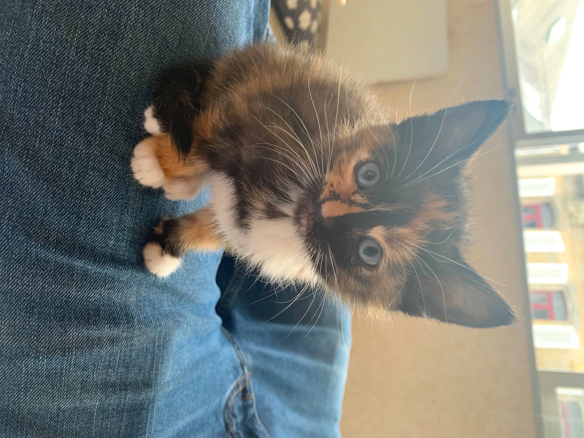 Nala participe au concours pour gagner de l'argent avec cette photo : bookcase, carnivore, cat, claw, comfort, denim, domestic_short_haired_cat, felidae, flooring, fur, human_leg, jeans, mammal, paw, sitting, small_to_medium_sized_cats, snout, tail, vertebrate, whiskers