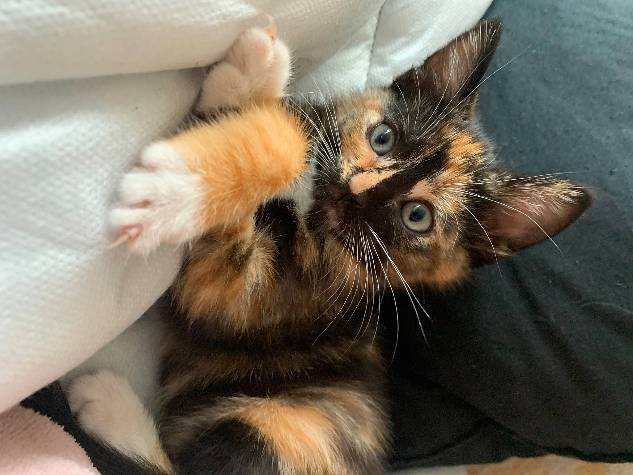 Nala a rejoint le concours — aidez-le/la à gagner de superbes lots ! carnivore, cat, claw, comfort, domestic_short_haired_cat, ear, eye, fawn, felidae, foot, fur, gesture, nap, paw, sleep, small_to_medium_sized_cats, snout, tail, whiskers