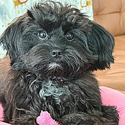Joy is registered to the contest to win money with this photo: adorable, animal, black_dog, blanket, closeup, companion, cushion, cute, dog, domestic_animal, fluffy, fur, indoor, looking, pet, pink, portrait, resting, sofa, toy
