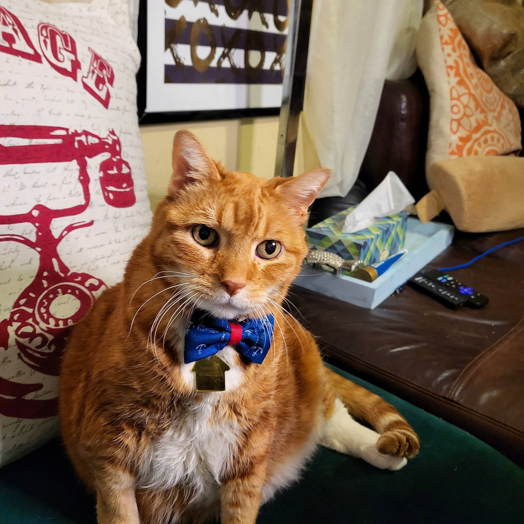 Tabasco joined the competition — help win amazing prizes! box, carnivore, cat, claw, collar, comfort, domestic_short_haired_cat, fawn, felidae, fur, lap, luggage_and_bags, paw, pillow, sitting, small_to_medium_sized_cats, snout, tail, terrestrial_animal, whiskers