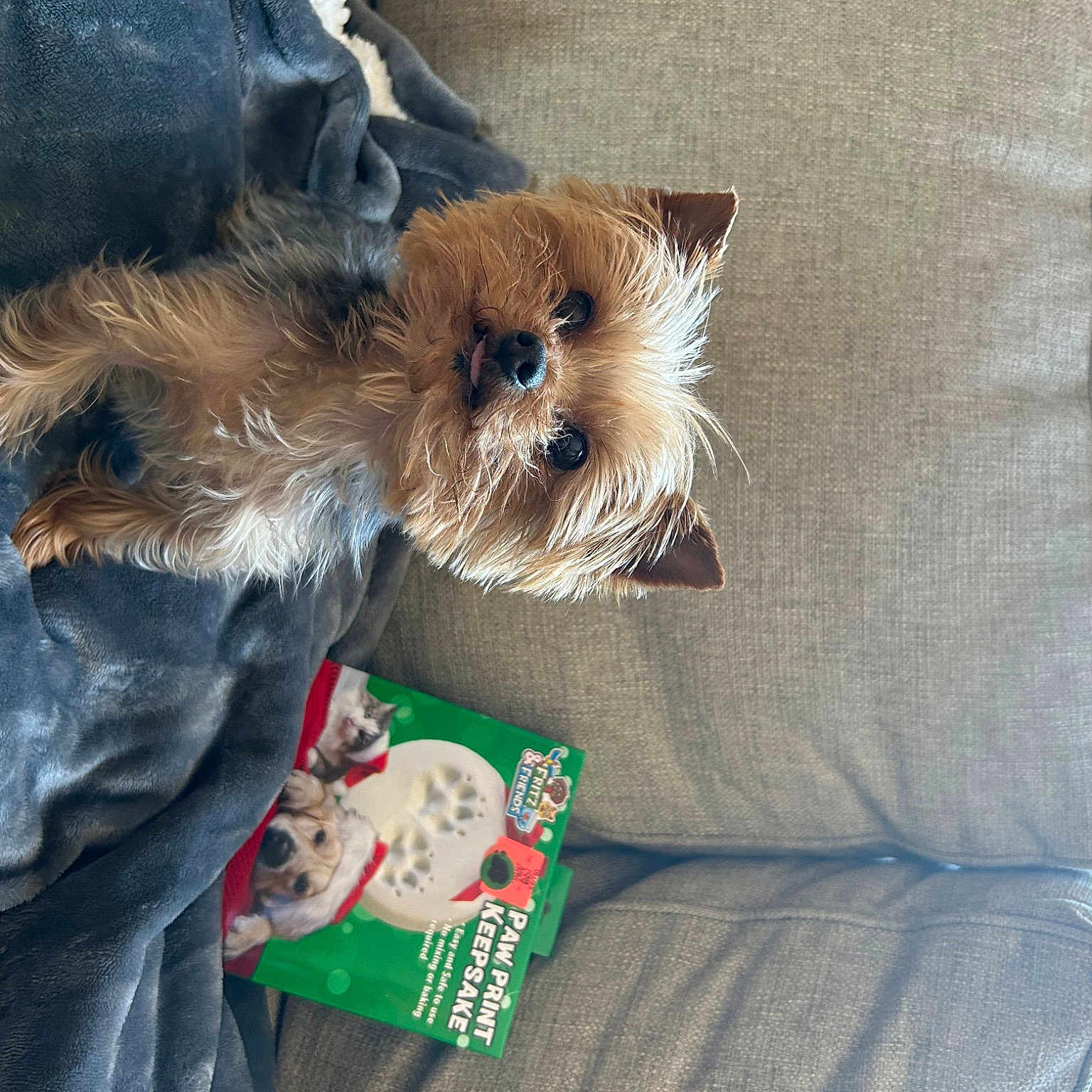 Cooper is registered to the contest to win money with this photo: canidae, carnivore, collar, companion_dog, dog, dog_breed, dog_clothes, dog_supply, fawn, felidae, fur, pomeranian, small_terrier, small_to_medium_sized_cats, snout, sporting_group, terrier, toy_dog, whiskers, yorkshire_terrier