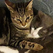 Léo Et Vénus participe au concours pour gagner de l'argent avec cette photo : blanket, cat, cats, close_up, companion, cozy, cuddling, face, fur, gray_and_white_cat, indoor, paw, pet, pets, relaxed, sleeping, snuggling, sofa, tabby_cat, whiskers
