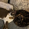 Léo Et Vénus a rejoint le concours — aidez-le/la à gagner de superbes lots ! cat, cats, companion, cozy, cuddle, cuddling, curl, cushion, feline, fur, grey_cat, indoor, nap, patterned_background, paw, pet, pillow, sofa, tabby, whiskers