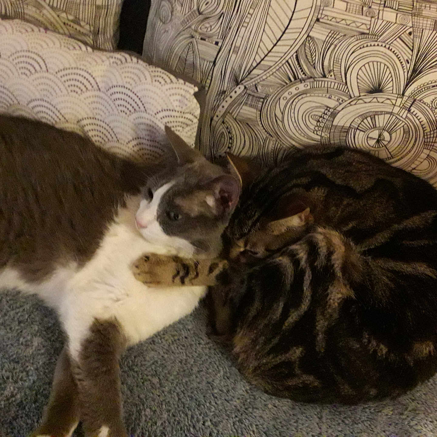 Léo Et Vénus a rejoint le concours — aidez-le/la à gagner de superbes lots ! cat, cats, companion, cozy, cuddle, cuddling, curl, cushion, feline, fur, grey_cat, indoor, nap, patterned_background, paw, pet, pillow, sofa, tabby, whiskers