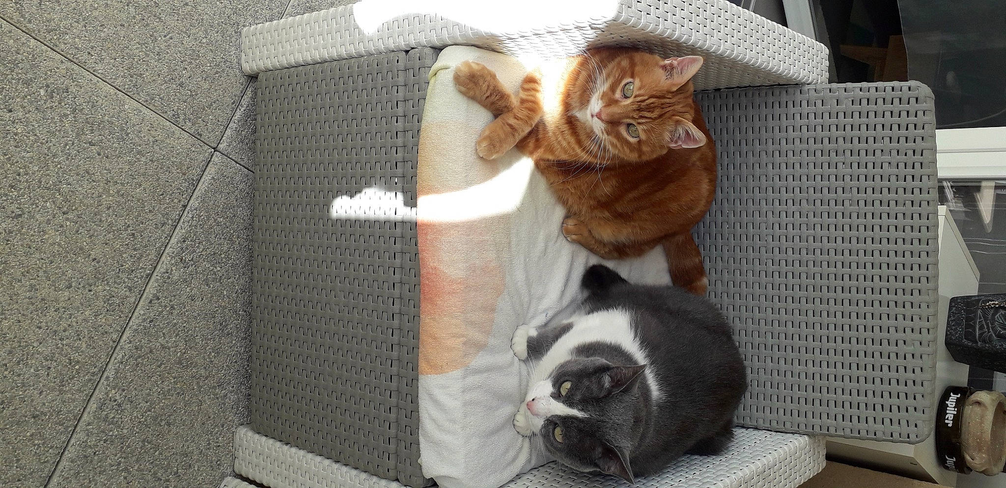 Kenzo Et Leo