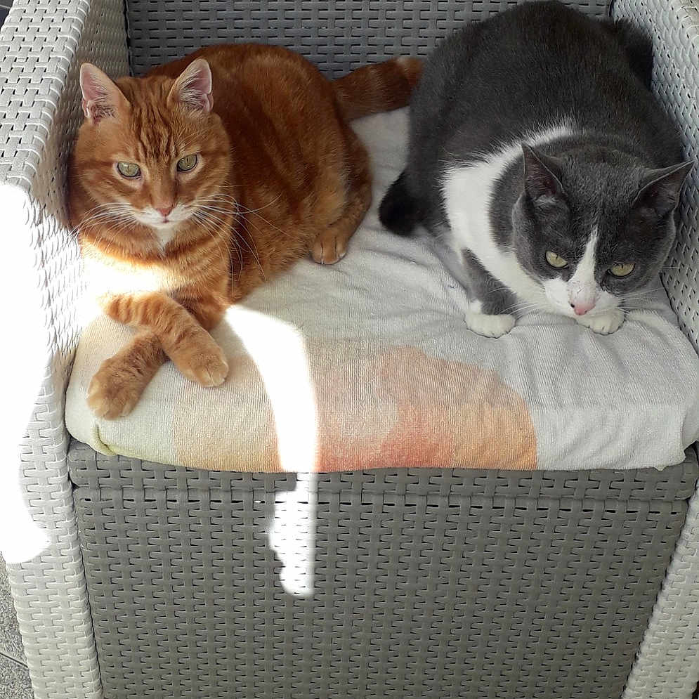 Kenzo Et Leo