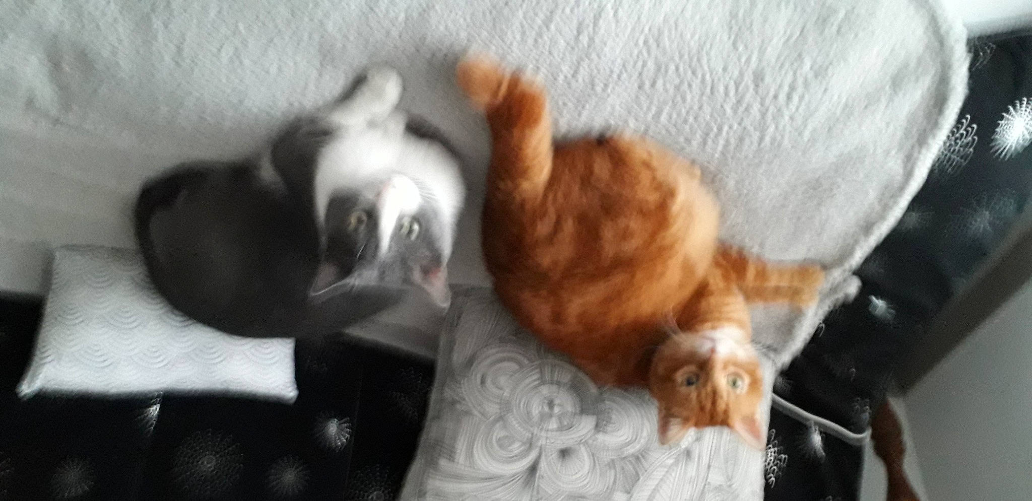 Kenzo Et Leo participe au concours pour gagner de l'argent avec cette photo : canidae, carnivore, cat, claw, comfort, companion_dog, dog_breed, fawn, felidae, fur, linens, paw, room, small_to_medium_sized_cats, snout, sporting_group, tail, terrestrial_animal, whiskers