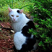 Simon is registered to the contest to win money with this photo: animal, black, bush, calm, cat, cute, feline, fur, garden, greenery, leaves, looking, mulch, nature, outdoor, pet, sitting, white, wildlife, yellow_eyes