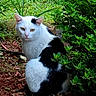 animal, black, bush, calm, cat, cute, feline, fur, garden, greenery, leaves, looking, mulch, nature, outdoor, pet, sitting, white, wildlife, yellow_eyes