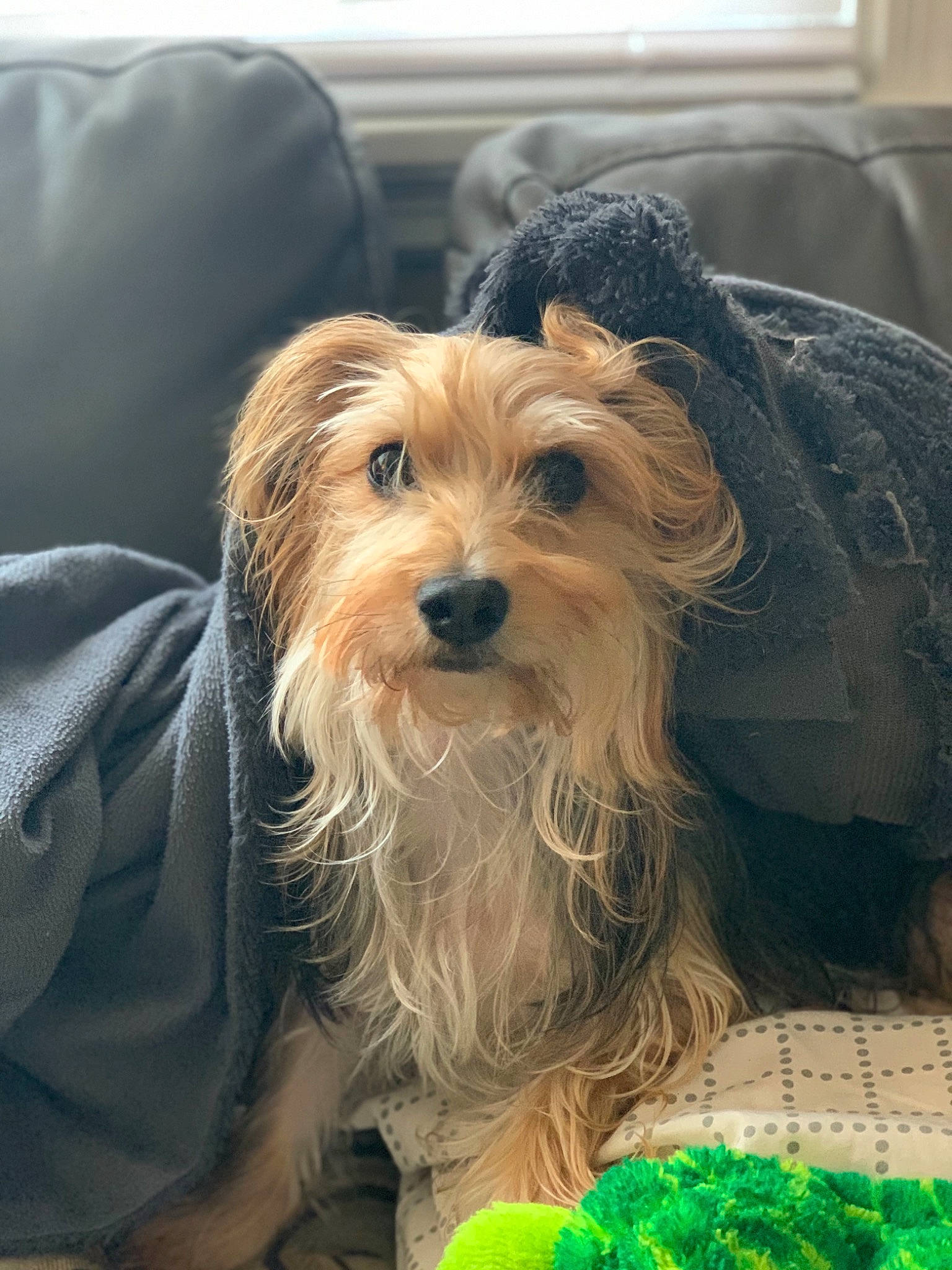 Roman is registered to the contest to win money with this photo: australian_silky_terrier, australian_terrier, biewer_terrier, canidae, carnivore, companion_dog, dog, dog_breed, mammal, morkie, norfolk_terrier, puppy, rare_breed_dog, small_terrier, snout, sporting_lucas_terrier, terrier, toy_dog, vertebrate, yorkshire_terrier