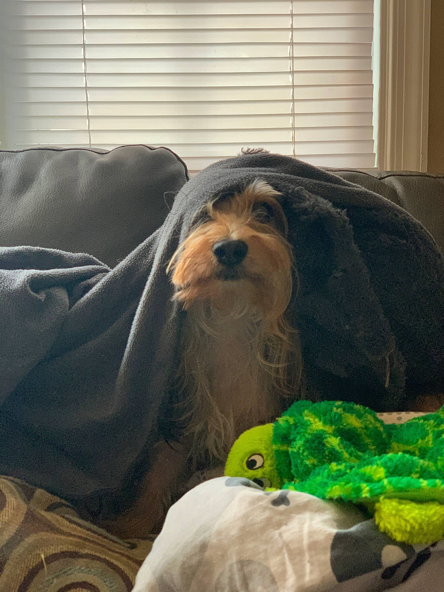 Roman joined the competition — help win amazing prizes! canidae, carnivore, cavachon, cavapoo, cockapoo, companion_dog, dog, dog_breed, havanese, maltese, mammal, morkie, non_sporting_group, puppy, schnoodle, shih_tzu, tibetan_terrier, toy_dog, yorkshire_terrier