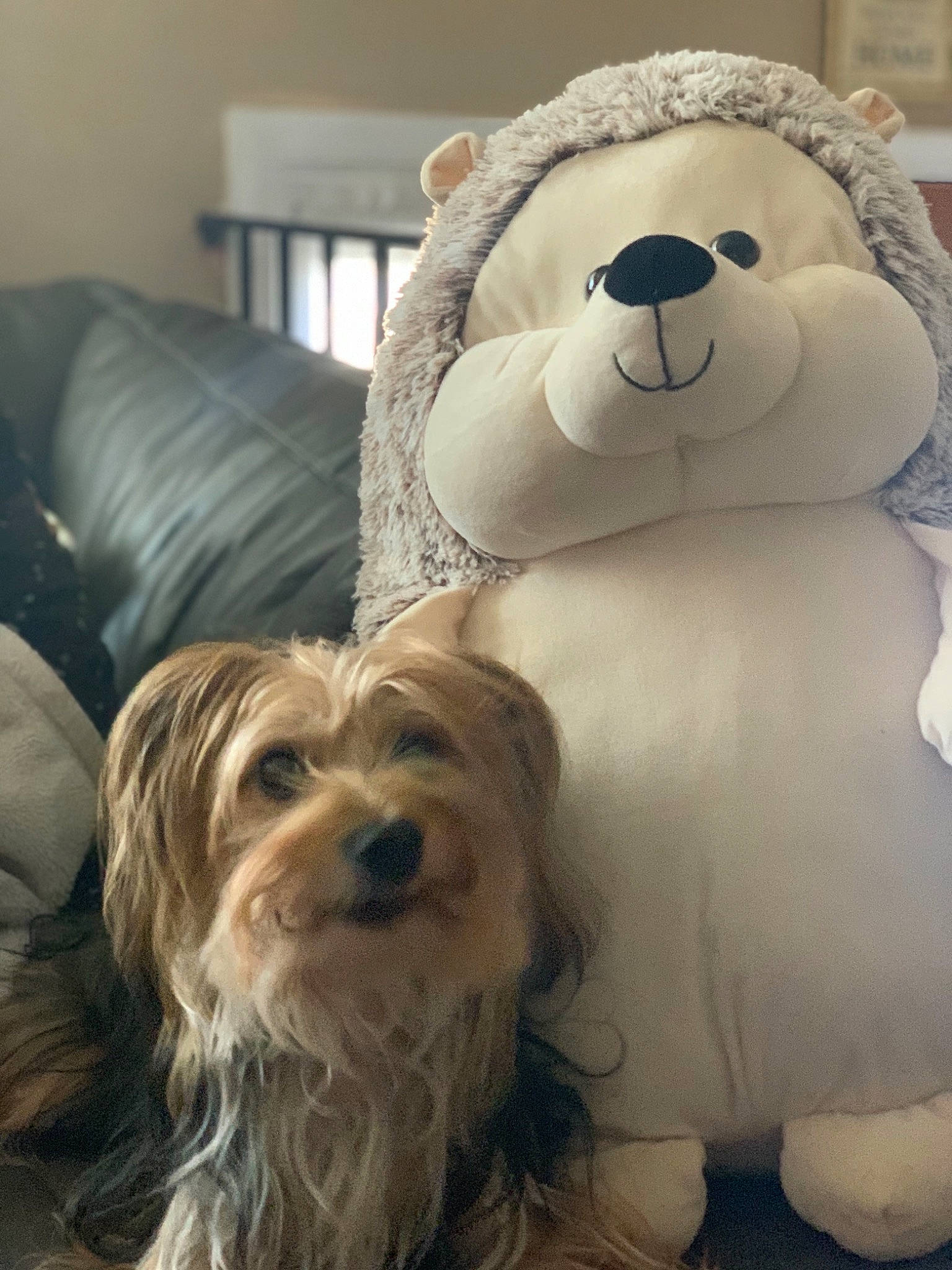 Roman is registered to the contest to win money with this photo: bolonka, canidae, carnivore, companion_dog, dog, dog_breed, glen_of_imaal_terrier, havanese, lowchen, maltese, mammal, morkie, rare_breed_dog, sealyham_terrier, snout, terrier, toy_dog, vertebrate, west_highland_white_terrier, yorkshire_terrier