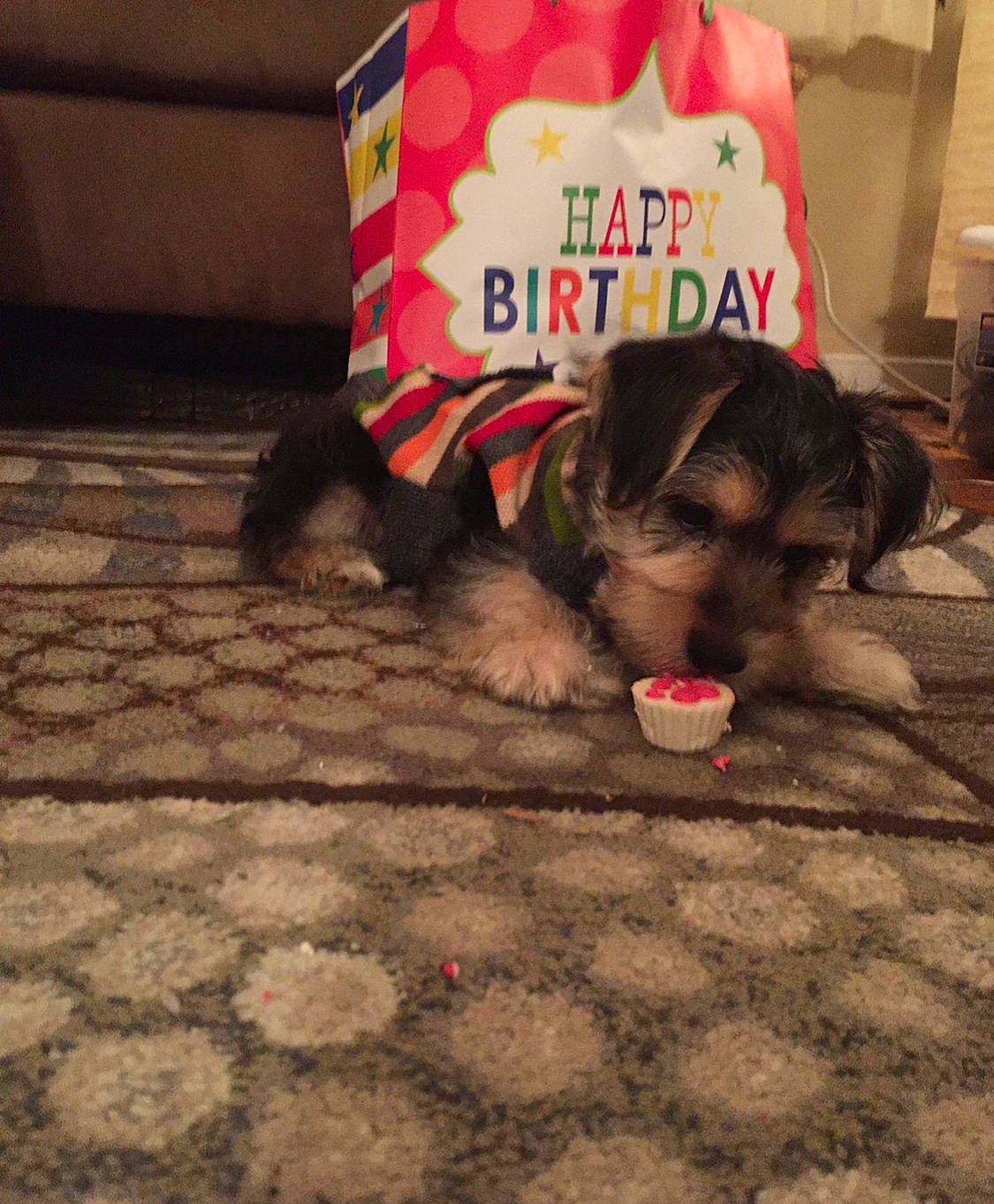 Roman joined the competition — help win amazing prizes! canidae, carnivore, companion_dog, dog, dog_breed, lhasa_apso, morkie, puppy, puppy_love, shih_tzu, small_terrier, snout, toy_dog, yorkshire_terrier