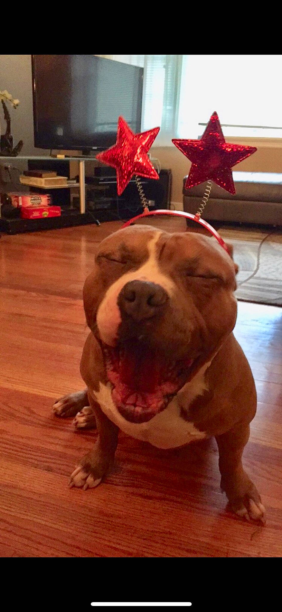 Moochie is registered to the contest to win money with this photo: american_bulldog, american_pit_bull_terrier, american_staffordshire_terrier, ancient_dog_breeds, bulldog, canidae, carnivore, companion_dog, dog, dog_breed, fawn, mammal, non_sporting_group, old_english_bulldog, pit_bull, snout, staffordshire_bull_terrier, vertebrate