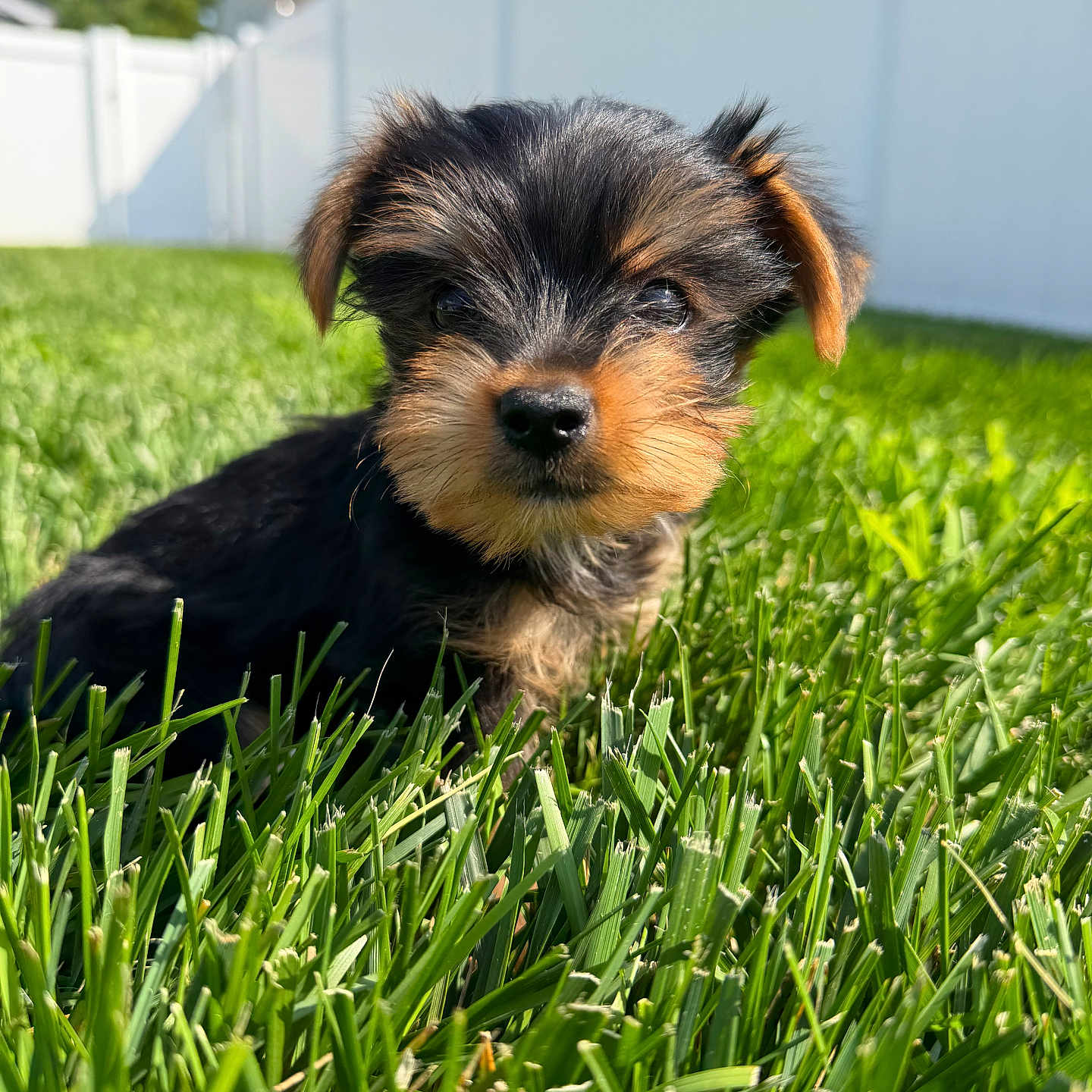 Jack