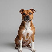 Ikki a rejoint le concours — aidez-le/la à gagner de superbes lots ! dog, brown, white, sitting, studio, portrait, pet, canine, animal, fur, ears, paws, eyes, nose, snout, alert, background, isolated, indoor, calm